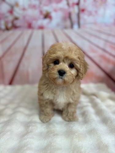 MIX・雑種 犬の販売・譲渡 13373 マルプー男の子アプリコット