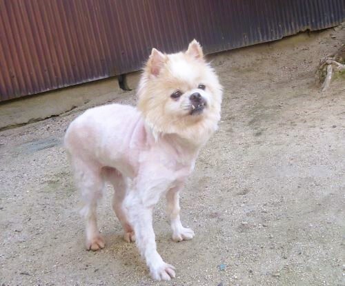 MIX・雑種 犬の販売・譲渡 13375 ペキニーズ×ポメラニアン