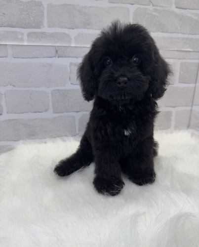 MIX・雑種 犬の販売・譲渡 13380 コッカプー君。