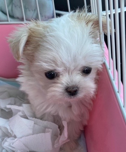 MIX・雑種 犬の販売・譲渡 13381 激カワ!チワマルちゃん