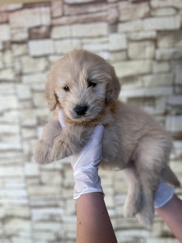 MIX・雑種 犬の販売・譲渡 13383 ゴールデンドゥードル男の子3483