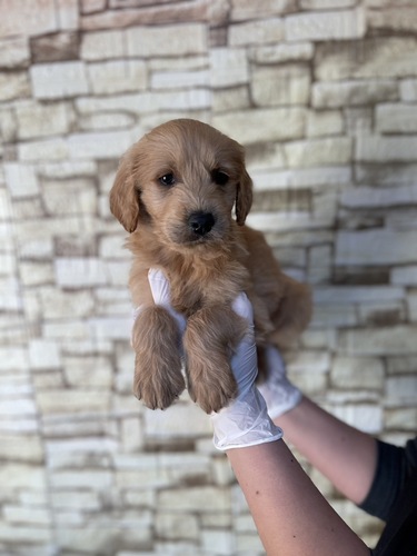 MIX・雑種 犬の販売・譲渡 13385 ゴールデンドゥードル男の子4007