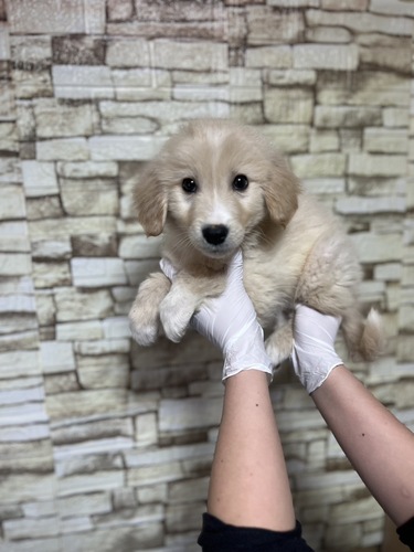 MIX・雑種 犬の販売・譲渡 13394 ゴールデン×ピレニーズmix4823