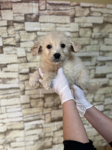 MIX・雑種 犬の販売・譲渡 13395 ゴールデン×ピレニーズmix3872