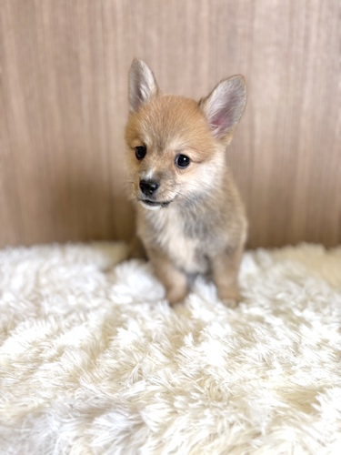 MIX・雑種 犬の販売・譲渡 13407 ポメラニアン×コーギーmix女の子