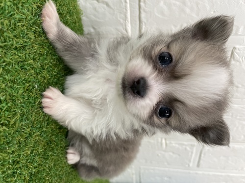 MIX・雑種 犬の販売・譲渡 13414 チワポメ男の子