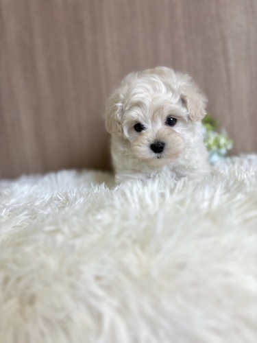 MIX・雑種 犬の販売・譲渡 13418 マルプー男の子