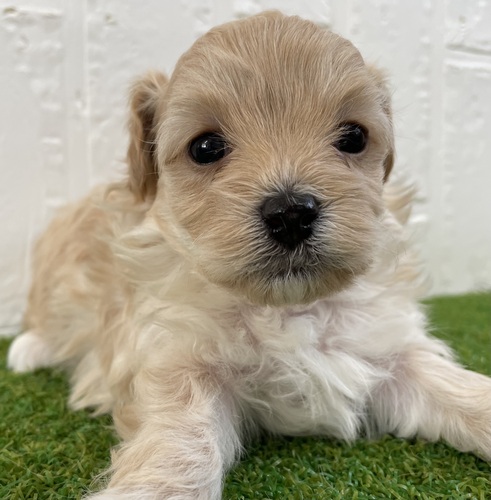 MIX・雑種 犬の販売・譲渡 13429 マルプー男の子