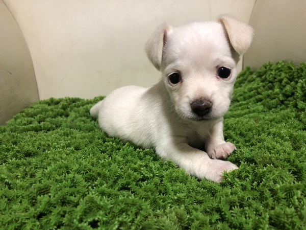 MIX・雑種 犬の販売・譲渡 13439 可愛いチワックス
