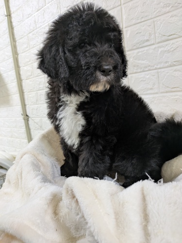 MIX・雑種 犬の販売・譲渡 13443 大型モフモフ犬