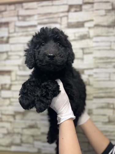 MIX・雑種 犬の販売・譲渡 13444 バーニードゥードル男の子