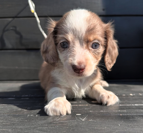 MIX・雑種 犬の販売・譲渡 13452 チワックスのチョコレートダップルちゃん