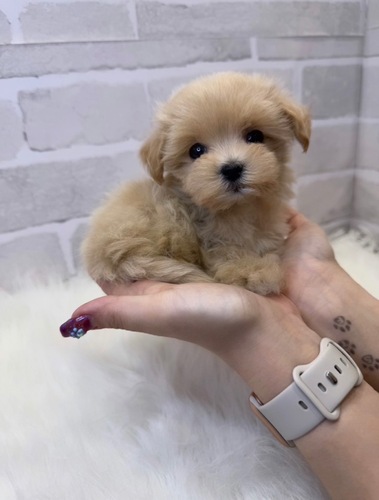MIX・雑種 犬の販売・譲渡 13457 ロイヤル級のかわいさ。お迎え総額。
