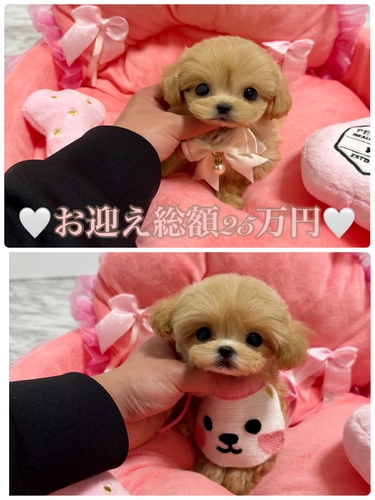 MIX・雑種 犬の販売・譲渡 13458 マイクロマルプー姉妹