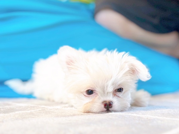 MIX・雑種 犬の販売・譲渡 13459 マルチワ
