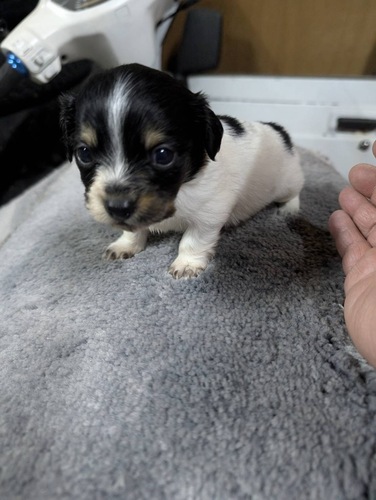 MIX・雑種 犬の販売・譲渡 13461 チワックス男の子女の子♪