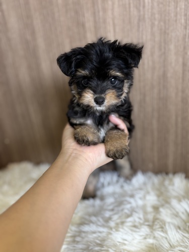 MIX・雑種 犬の販売・譲渡 13463 700g小さなチワプー