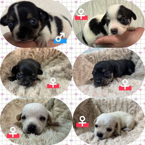 MIX・雑種 犬の販売・譲渡 13466 チワックス6兄妹