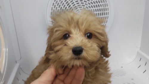 MIX・雑種 犬の販売・譲渡 13476 アプリのマルプー女の子 込み込み価格