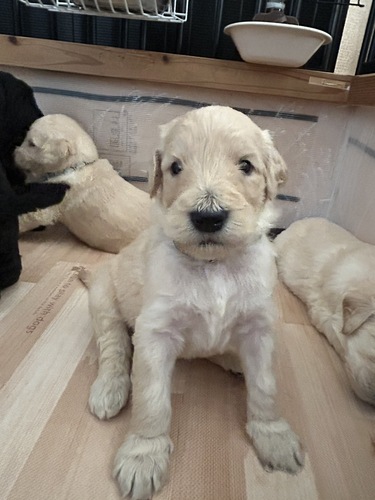 MIX・雑種 犬の販売・譲渡 13477 ゴールデンドゥードル F1b