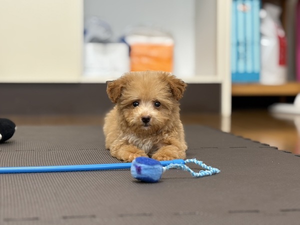 MIX・雑種 犬の販売・譲渡 13479 【総額表示】控えめな性格の女の子