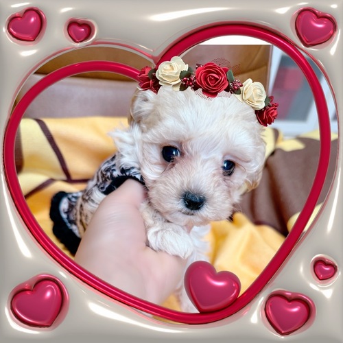 MIX・雑種 犬の販売・譲渡 13482 ちっちゃいマルプーの赤ちゃん達☆