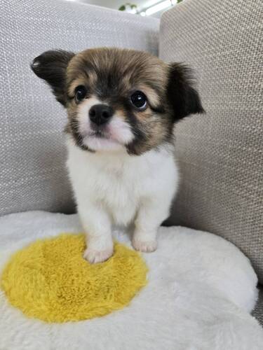 MIX・雑種 犬の販売・譲渡 13484 とっても甘えん坊な性格の女の子