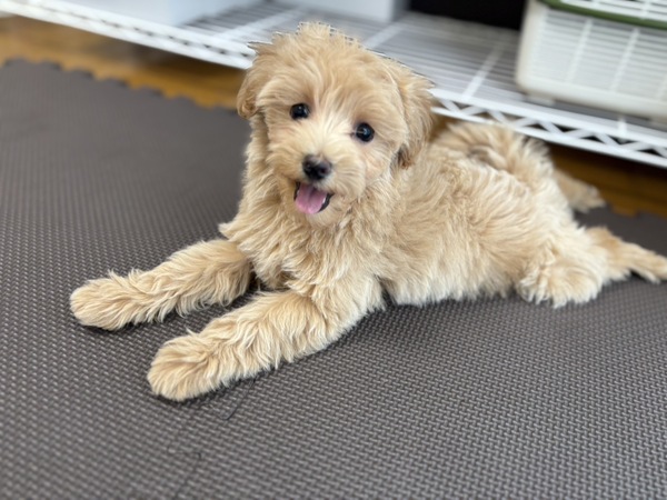 MIX・雑種 犬の販売・譲渡 13487 【総額表示】尻尾ふりふり甘えん坊さん!!妹