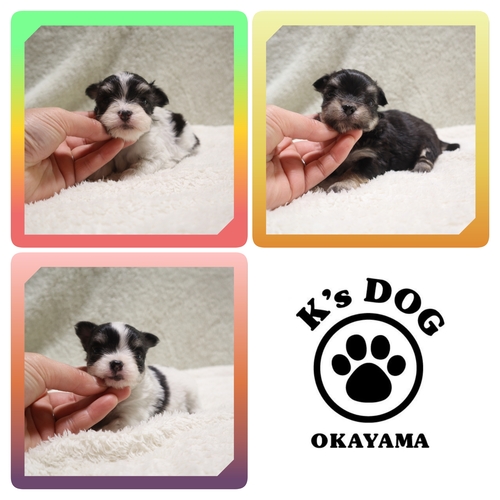MIX・雑種 犬の販売・譲渡 13489 ●ちわまる・女の子3匹 - 総額価格です●