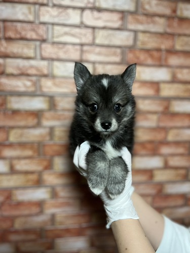 MIX・雑種 犬の販売・譲渡 13491 ポンスキー