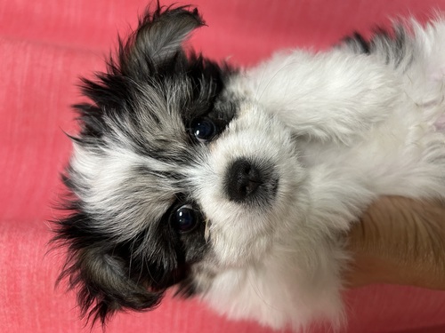 MIX・雑種 犬の販売・譲渡 13492 マルチワ