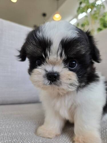 MIX・雑種 犬の販売・譲渡 13498 price down↓↓しました