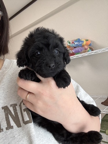 MIX・雑種 犬の販売・譲渡 13500 【総額表示】色素しっかり!綺麗な真っ黒短足ちゃ