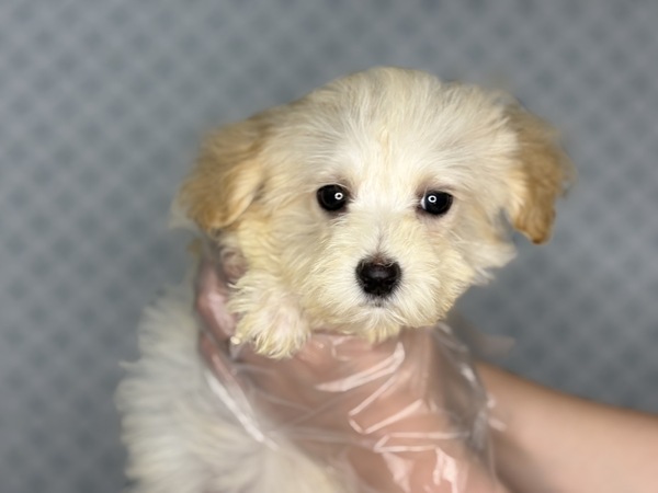 MIX・雑種 犬の販売・譲渡 13502 【総額表示】パワフルガール!