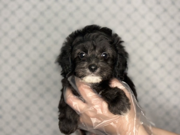 MIX・雑種 犬の販売・譲渡 13504 【総額表示】よく食べ よく寝て よく遊ぶ!