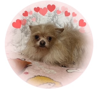 MIX・雑種 犬の販売・譲渡 13505 プードル×チワワ2.3`大人しく従順な子です。