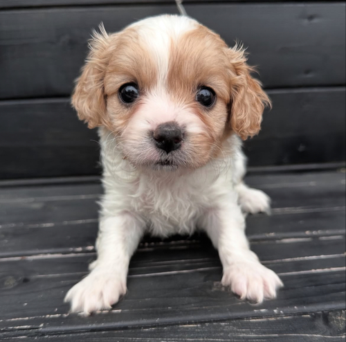MIX・雑種 犬の販売・譲渡 13507 大人気キャバプーちゃん