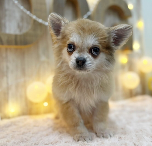 MIX・雑種 犬の販売・譲渡 13508 ブルーアイのポメチワちゃん
