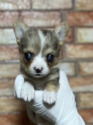 MIX・雑種 犬の販売・譲渡 13510 ロングチワワ×WコーギーP