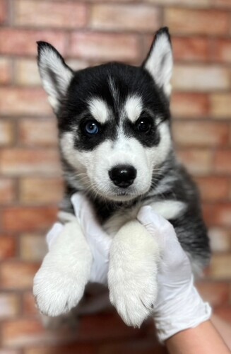 MIX・雑種 犬の販売・譲渡 13511 オッドアイの素敵な子