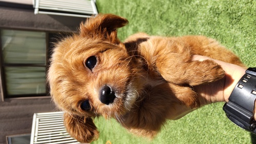 MIX・雑種 犬の販売・譲渡 13512 可愛いチワプーの女の子 遺伝子報告書付