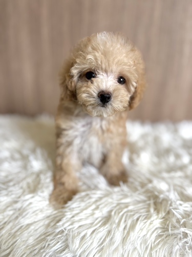 MIX・雑種 犬の販売・譲渡 13514 マルプー 男の子