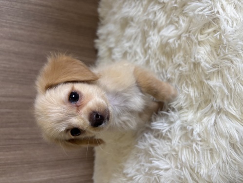 MIX・雑種 犬の販売・譲渡 13515 チワックス 男の子
