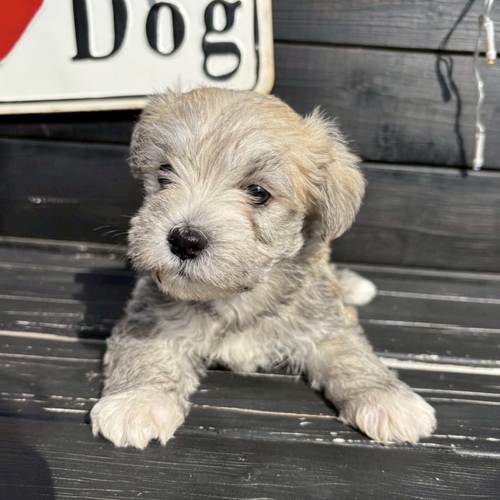 MIX・雑種 犬の販売・譲渡 13521 ★希少カラーのマルシュナくん
