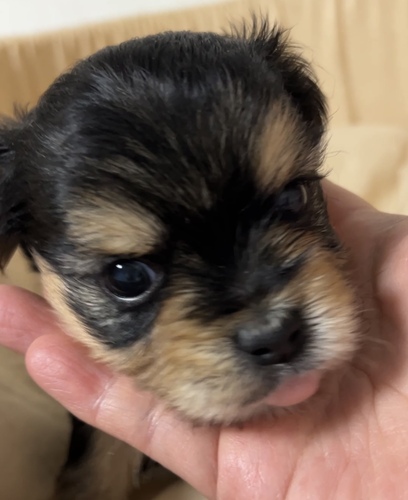 MIX・雑種 犬の販売・譲渡 13524 3/12迄!かわいいヨーチーです。