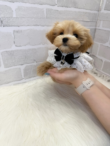 MIX・雑種 犬の販売・譲渡 13525 極小マルプーちゃん。
