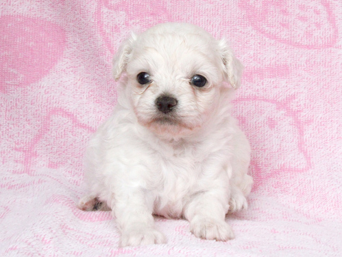 MIX・雑種 犬の販売・譲渡 13526 超かわいいチワプー☆ホワイトの2姉妹☆
