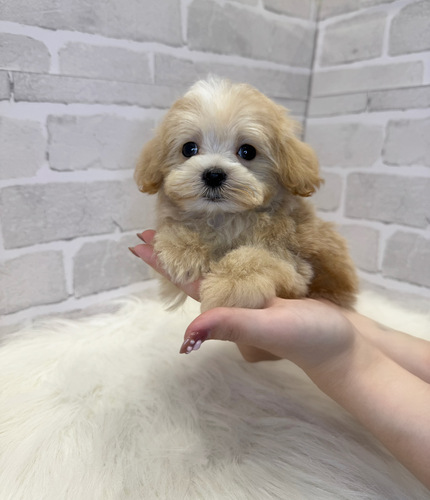 MIX・雑種 犬の販売・譲渡 13539 マルプー兄弟。お迎え総額。