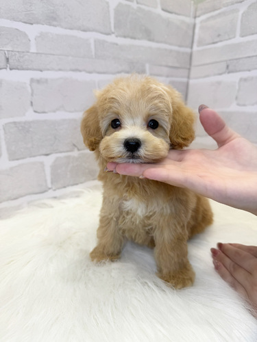 MIX・雑種 犬の販売・譲渡 13540 イケメンマルプー君。