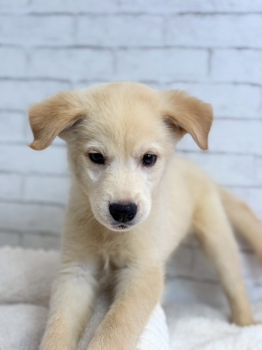 MIX・雑種 犬の販売・譲渡 13541 5月28日デビュー! ゴベリアン8856
